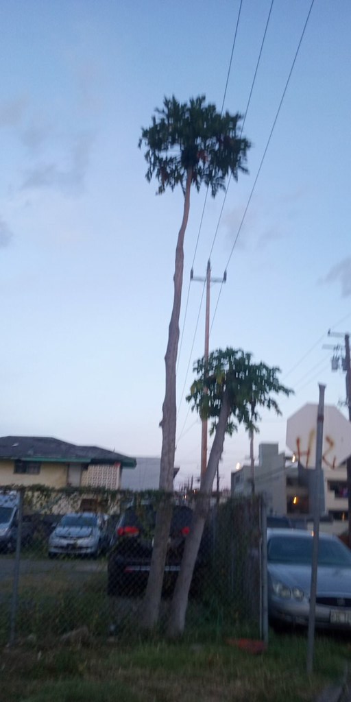 Papaya Trees on Mokauea Street Papaya Trees Mokauea Stre… Flickr
