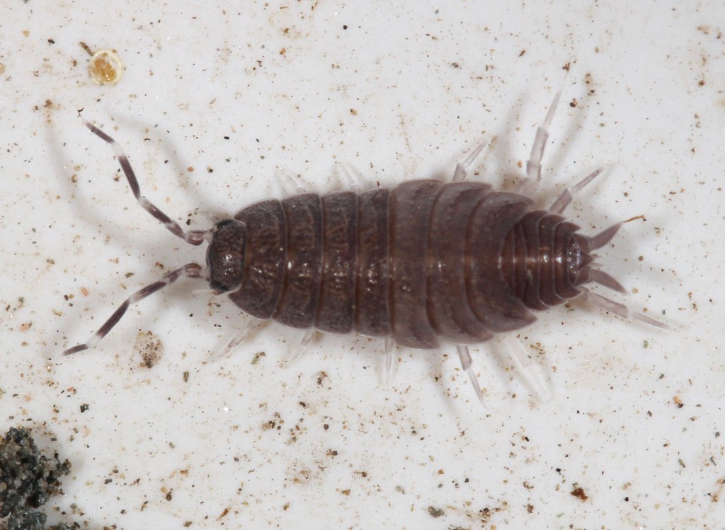 Powder Blue Isopod Species Porcellionides pruinosus Commo… Flickr