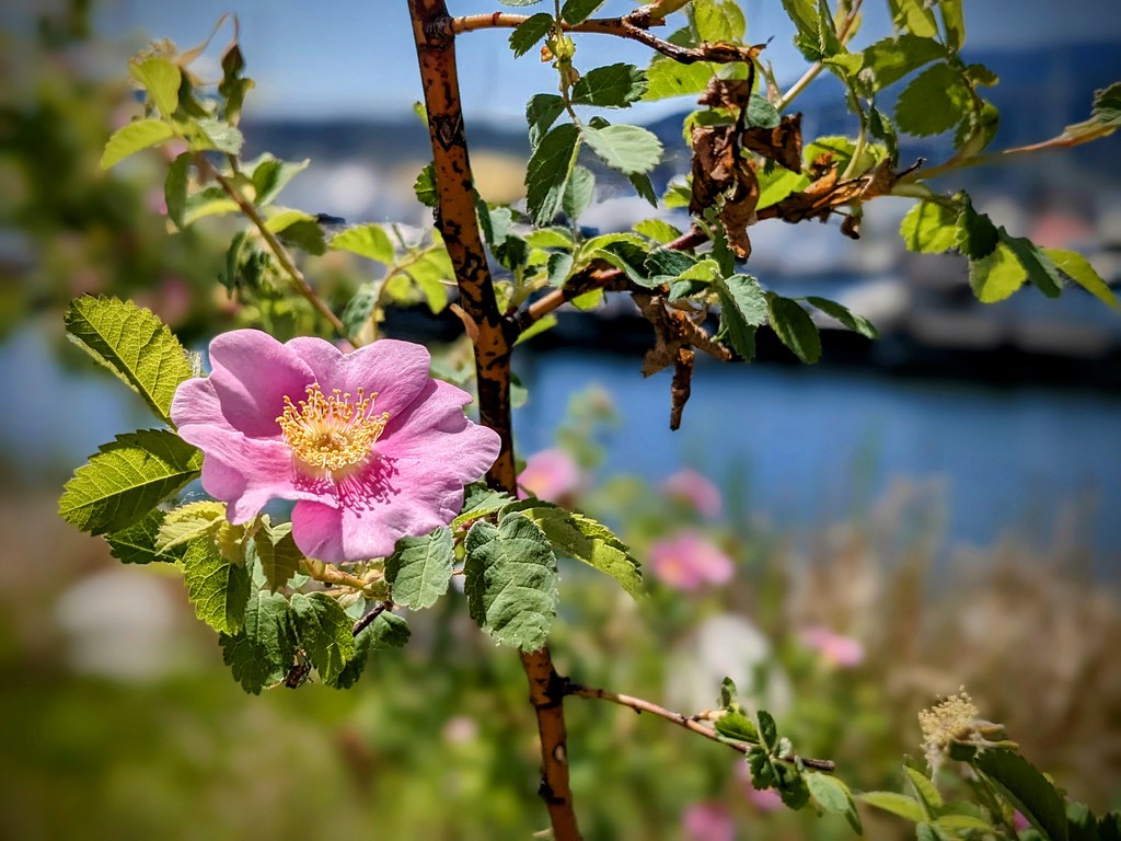 The Rose Downtown Kelowna overlooking the Marina Jody Tahara Flickr