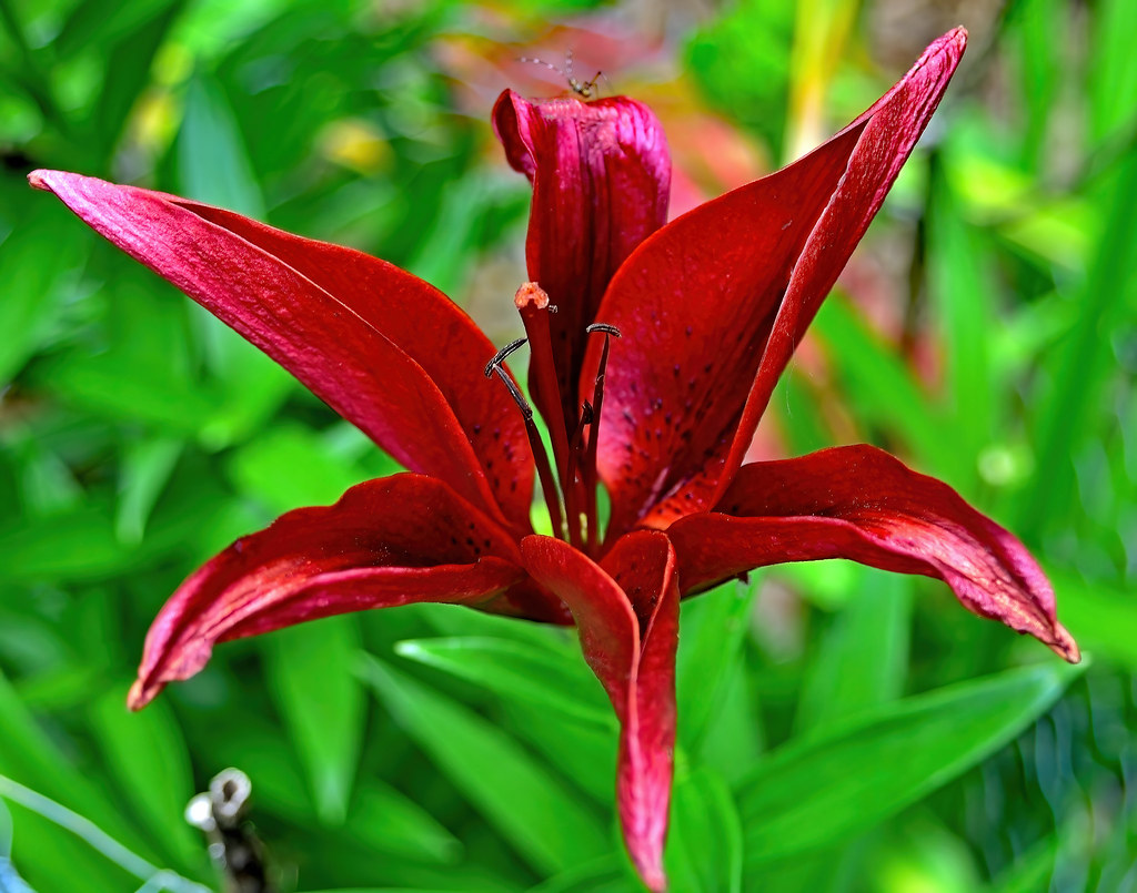 flowers_06062020_0023denoisedenoise Ronnie Sarkar Flickr