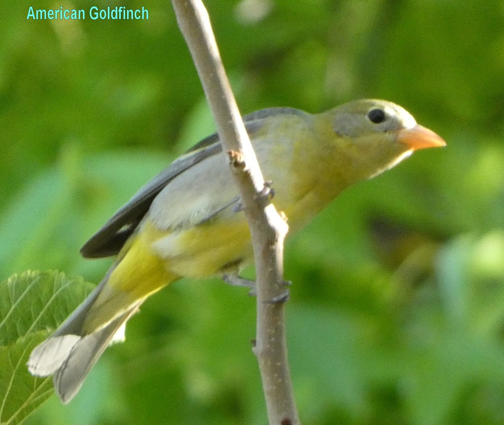 B214 Finch birds Finch photos. These are all public domain… Flickr