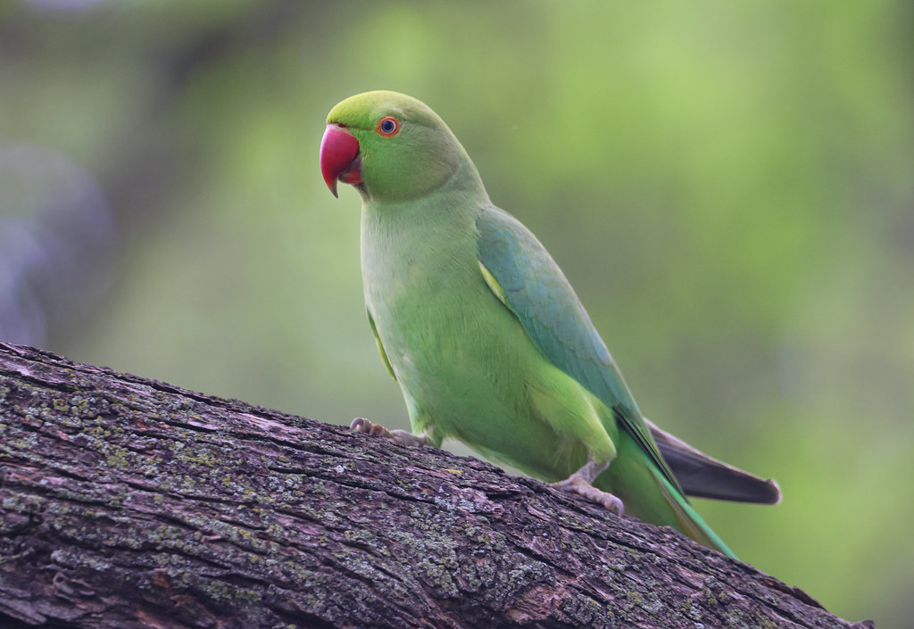 Roseringed Parakeet Honolulu Ashley Hockenberry Flickr