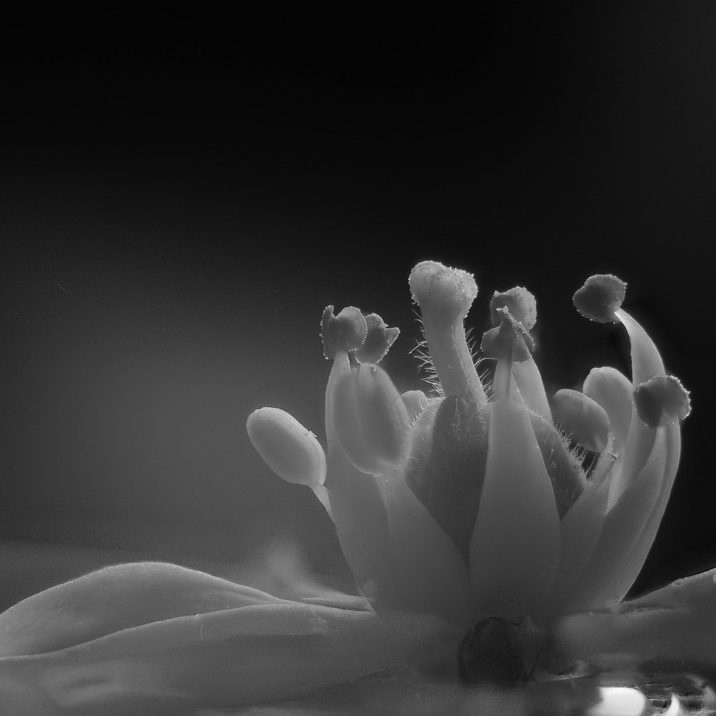 Philadelphus flower Just experimenting really. Nikkor 50mm… Flickr
