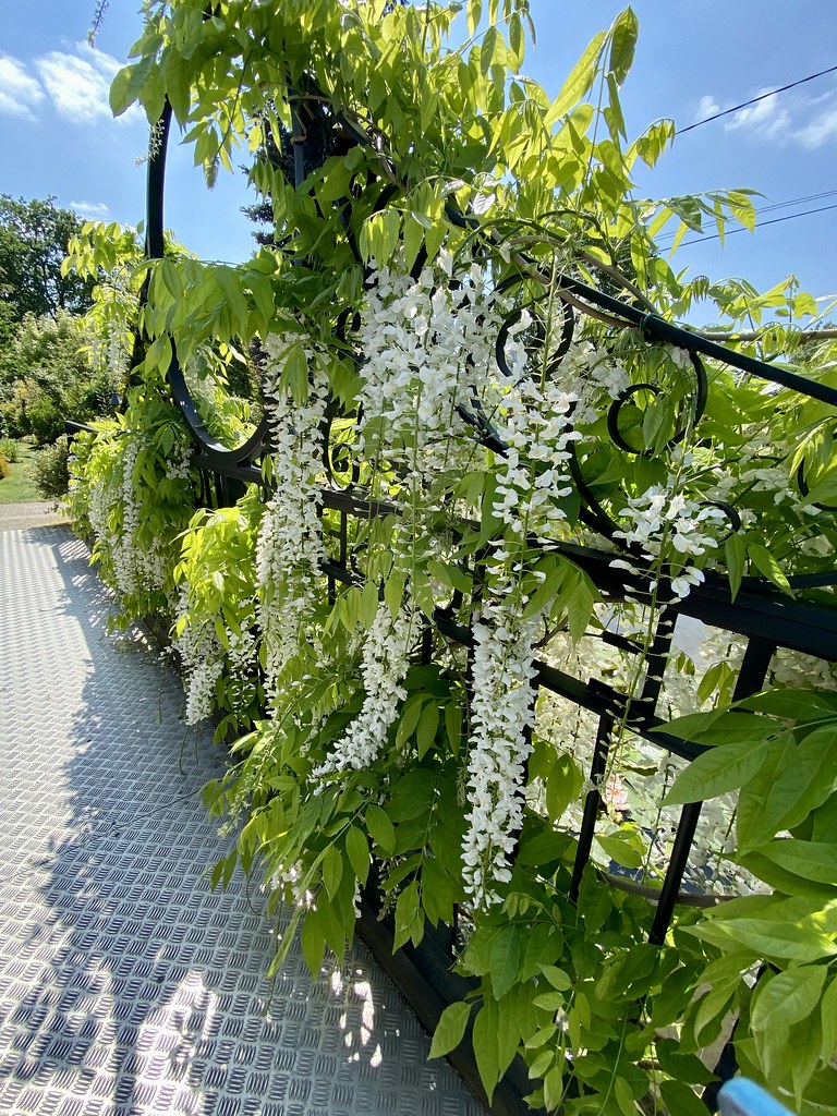 Oakdale nursery and garden centre 300523 Liz Callan Flickr