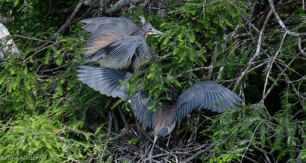 850_3347.jpg Brian Killion Flickr