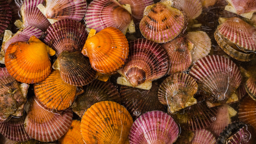 Chilean Scallops Cultured scallops in a beachside restaura… Flickr