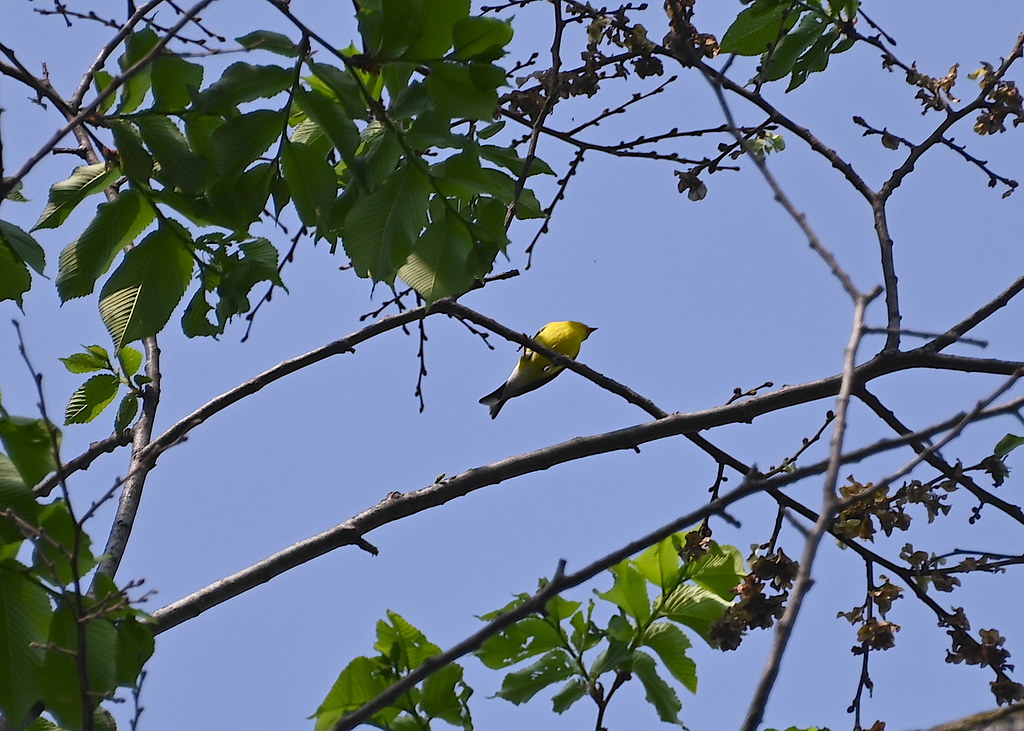 Sharon Springs, NY trip May 2023 Dean Keim Flickr