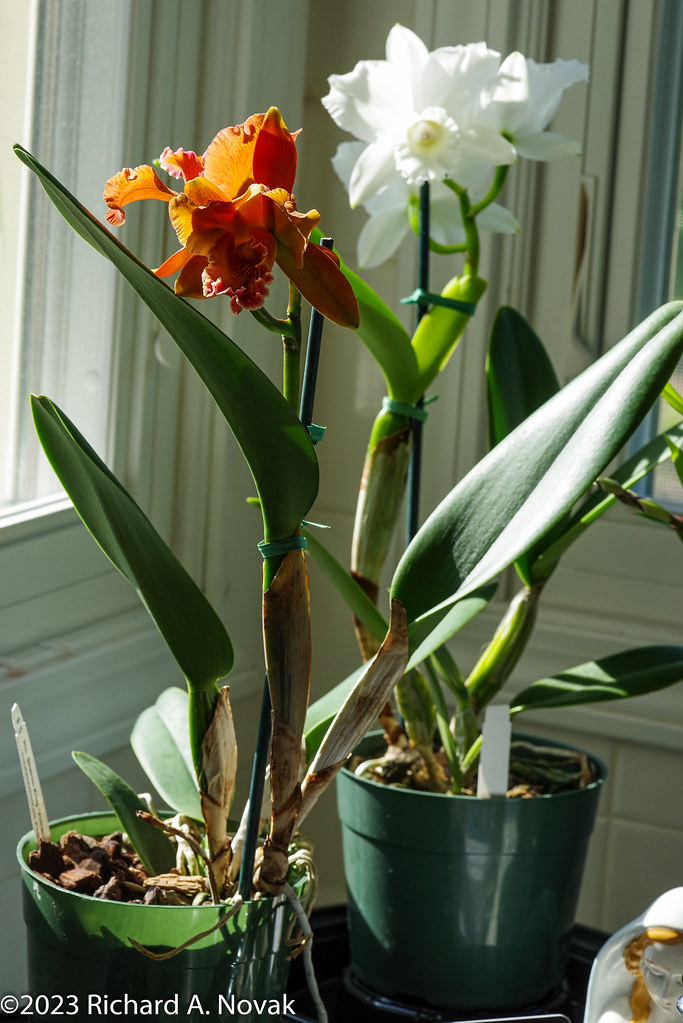 New Cattleyas, full plants. "Mahalo" (front) is a Rlc. Sha… Flickr