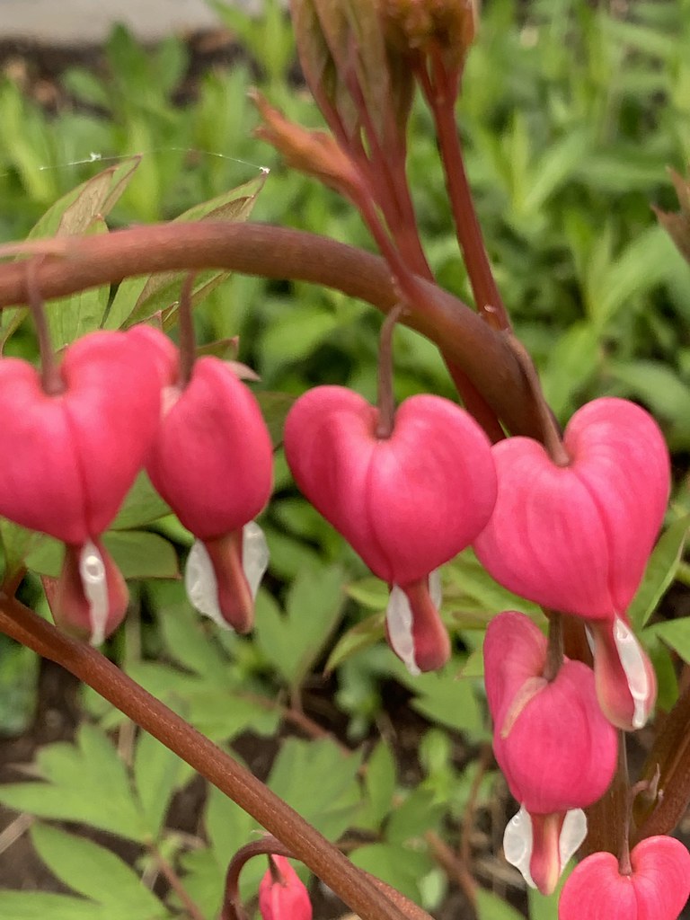 Flowers in my garden Rolf Paudler Flickr