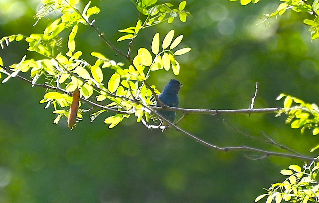 Indigo buntings at Sharon Springs, NY trip May 2023 Flickr