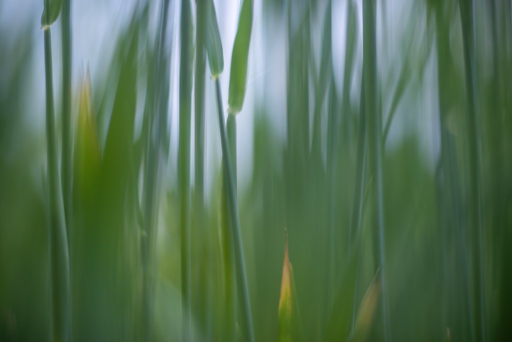 Barley Days Barley field, looking through the stalks close… Flickr