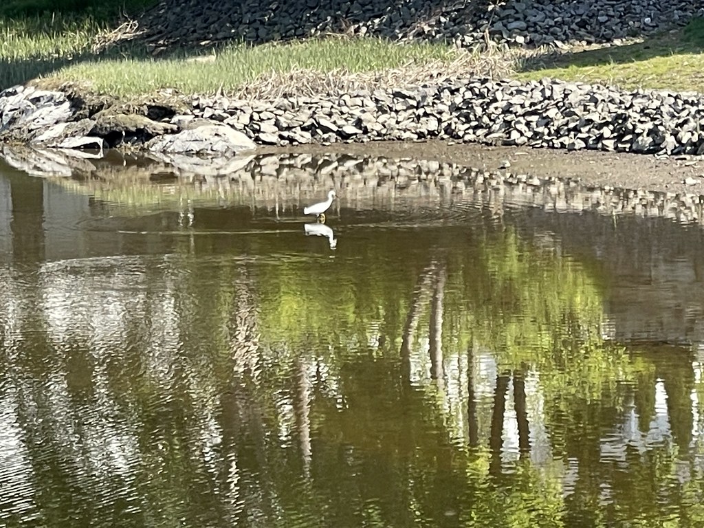 Egret at low tide. Kennebunkport, Maine. devtmefl Flickr