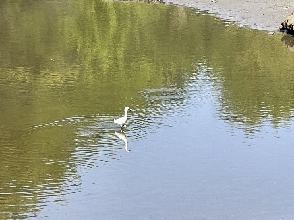 Egret and reflection at low tide. Kennebunkport, Maine. Flickr