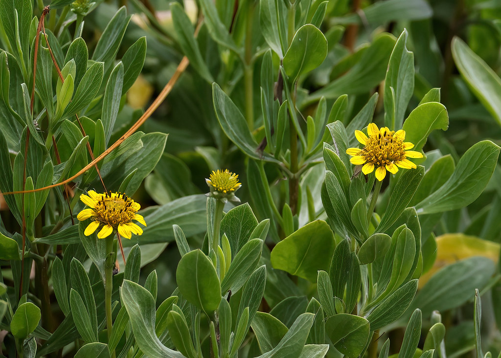 Sea oxeye daisy Sea oxeye is a common daisylike flower … Flickr