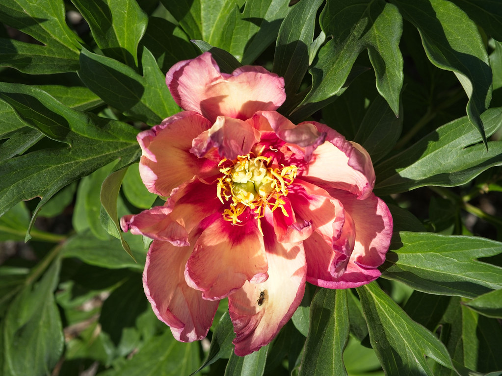 Peony 'Kopper Kettle' 23W22 Itoh G3 Peony 'Kopper Kettle'… Flickr