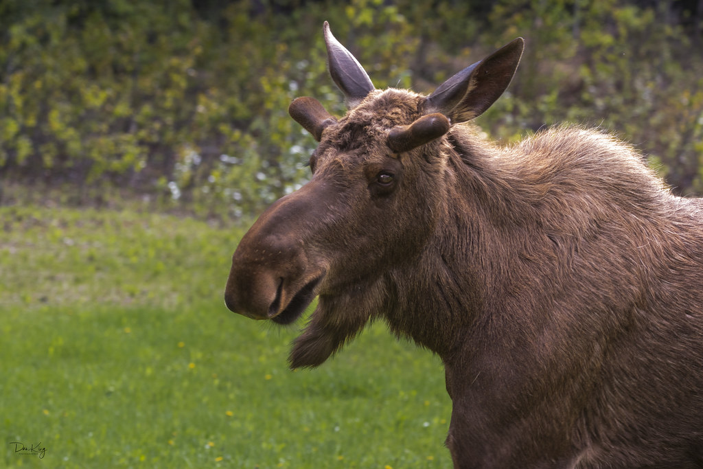 Bull Moose June 1st in Two Rivers Alaska, woke up to a coo… Flickr