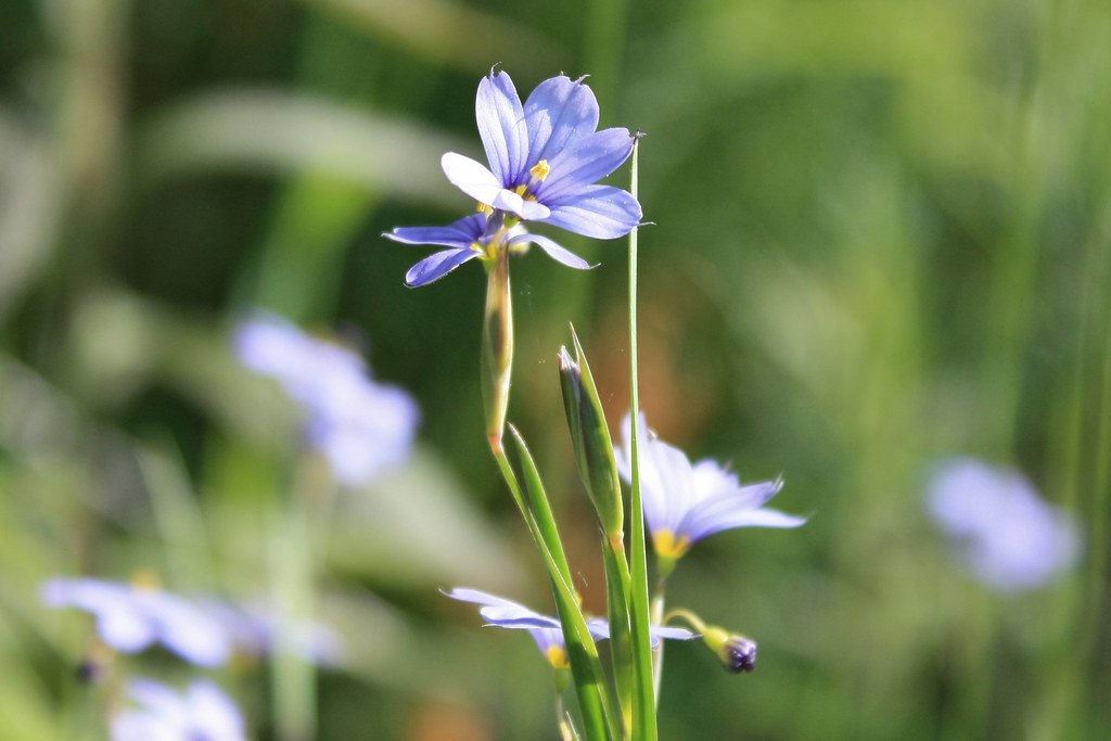 Sprague Farm Town Forest jennifer cummiskey Flickr