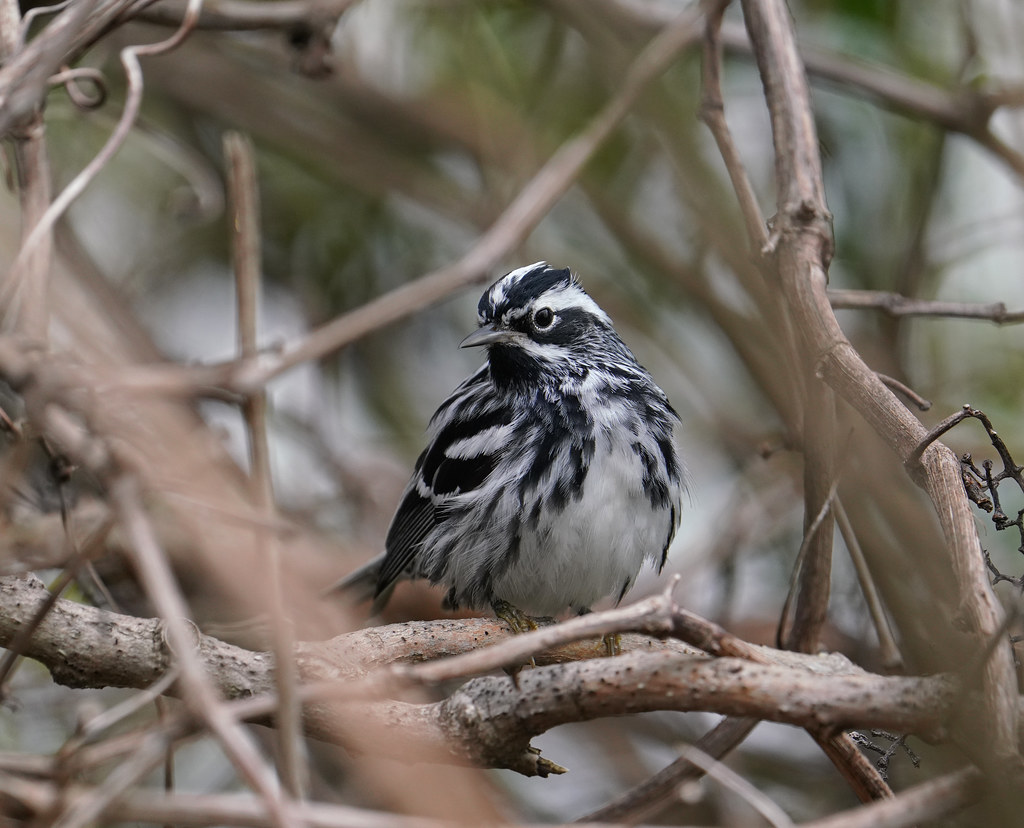 Blackandwhite Warbler All warblers are a challenge to ph… Flickr