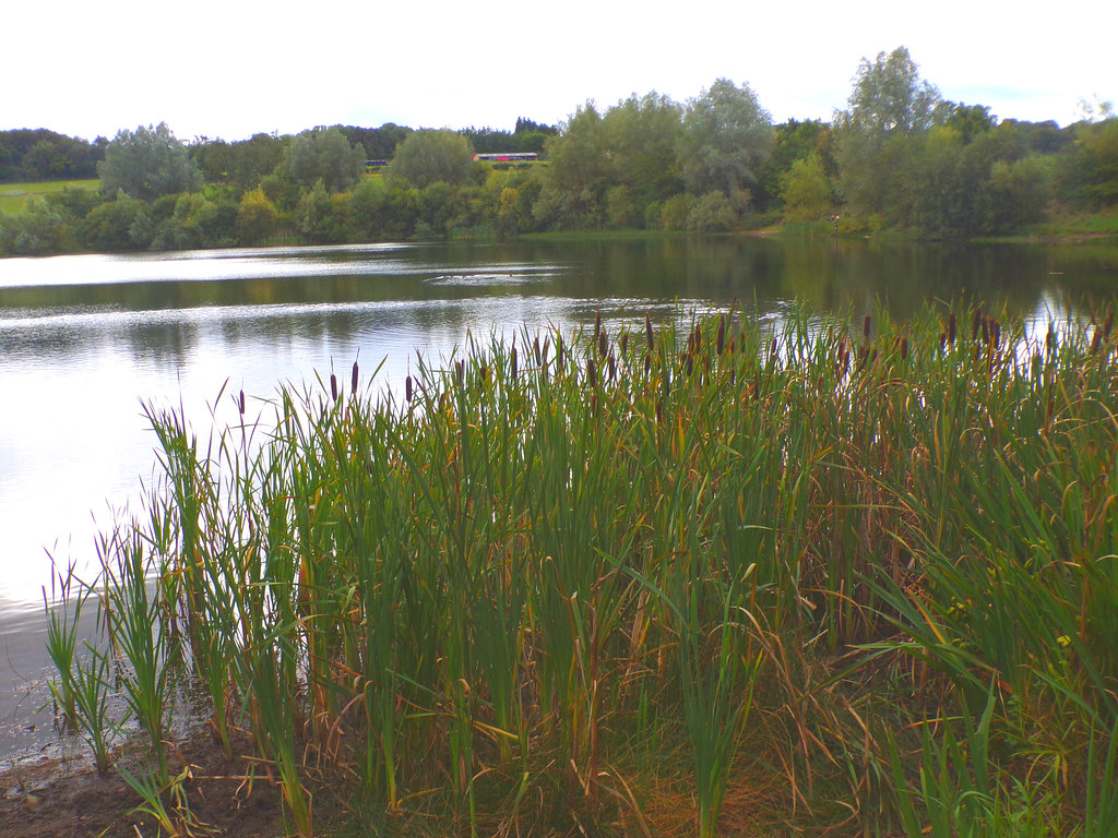 Lake, Auckland is a village o… Flickr