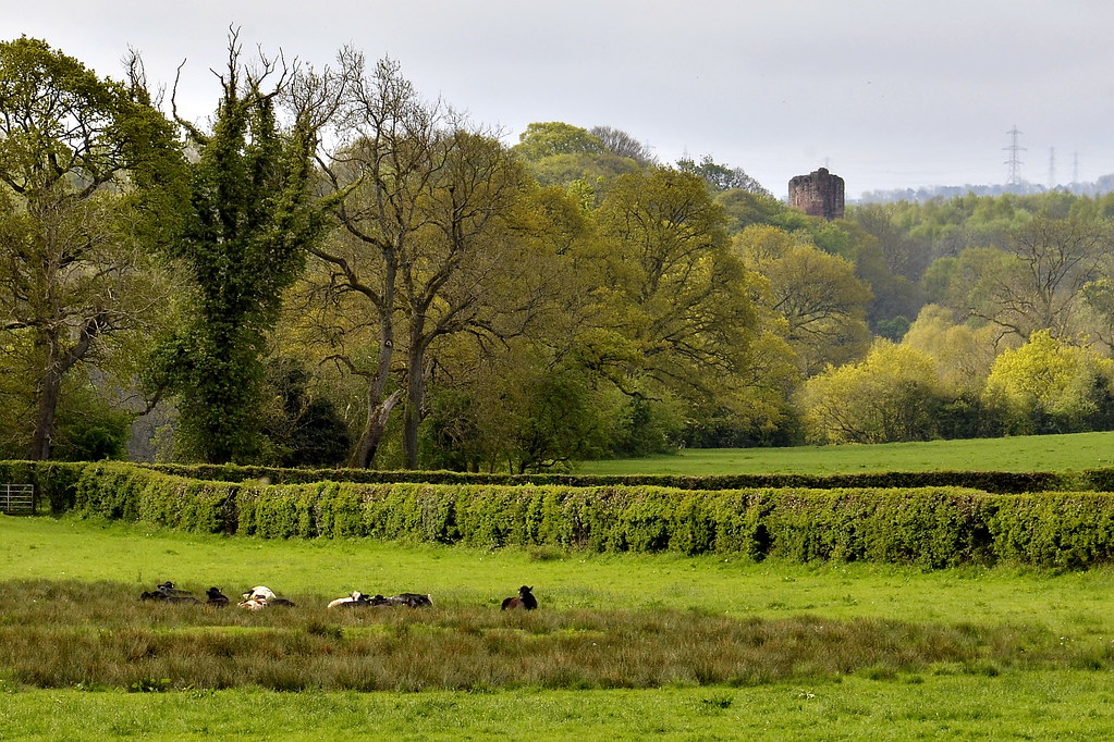 Bothwell Castle and Cows from Townfoot Farm Blantyreferme … Flickr