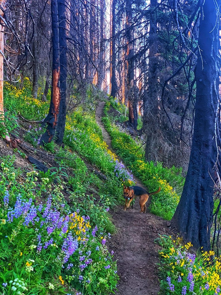 Hiking for Wild Flowers in Washington State Hiking for Wil… Flickr