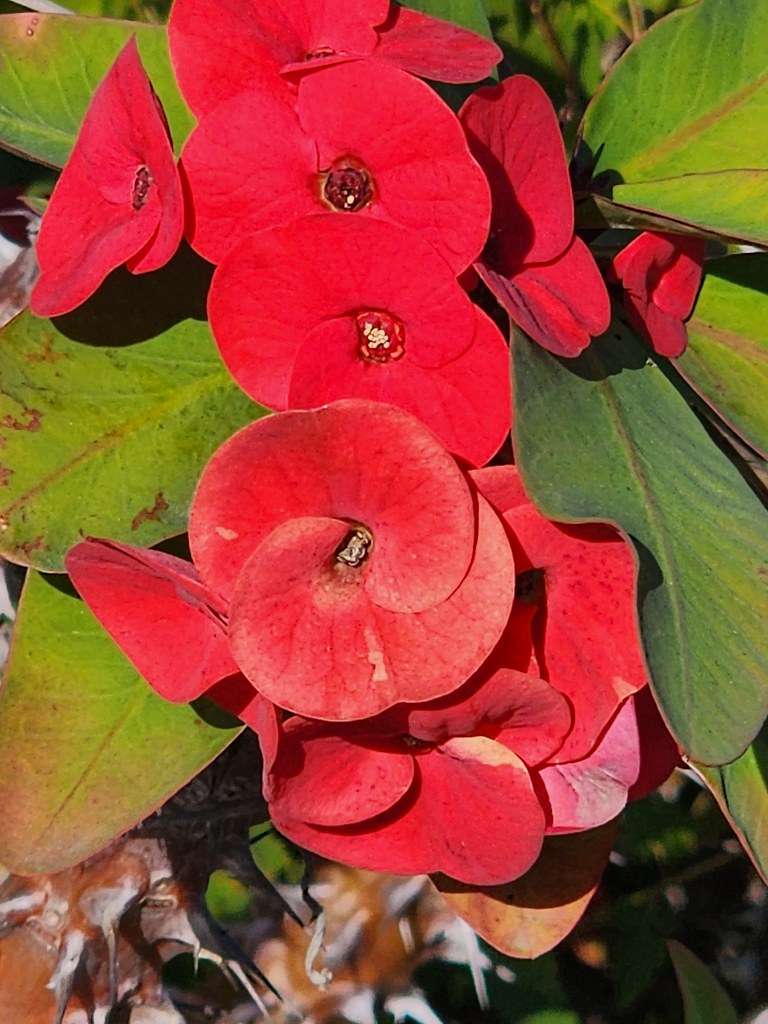 11660 Red flower with thorns Coffs Harbour 20230601_110020… Flickr