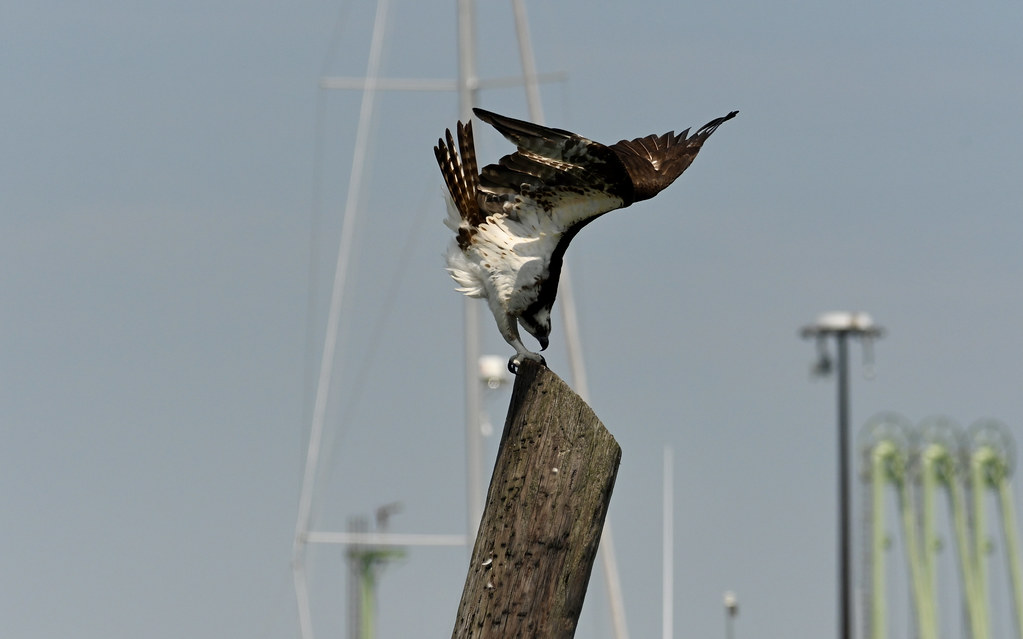 Osprey Ospreys are diving birds and have to keep in shape!… Flickr