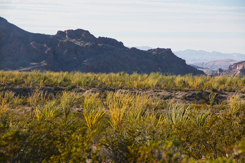 Ocotillo Cactus Field at Dusk Big Bend National Park, Texa… Flickr