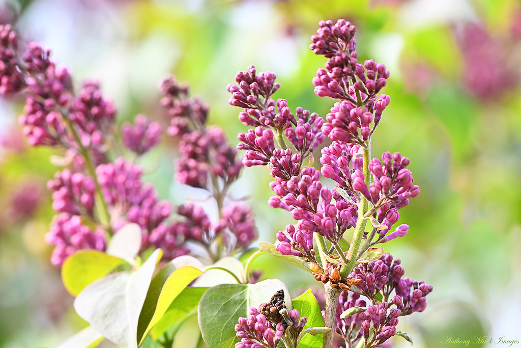 Blooming Lilacs Pink Lilacs Carden Alvar, Ontario Canada Anthony ( Away June 420th) Flickr