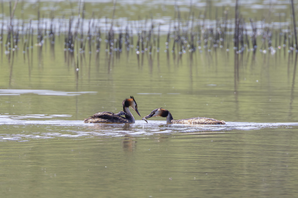 31052023GY7A9610 st andre de corcy etang de vernange coup… Flickr