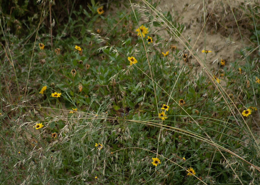 California Brittlebush Flickr