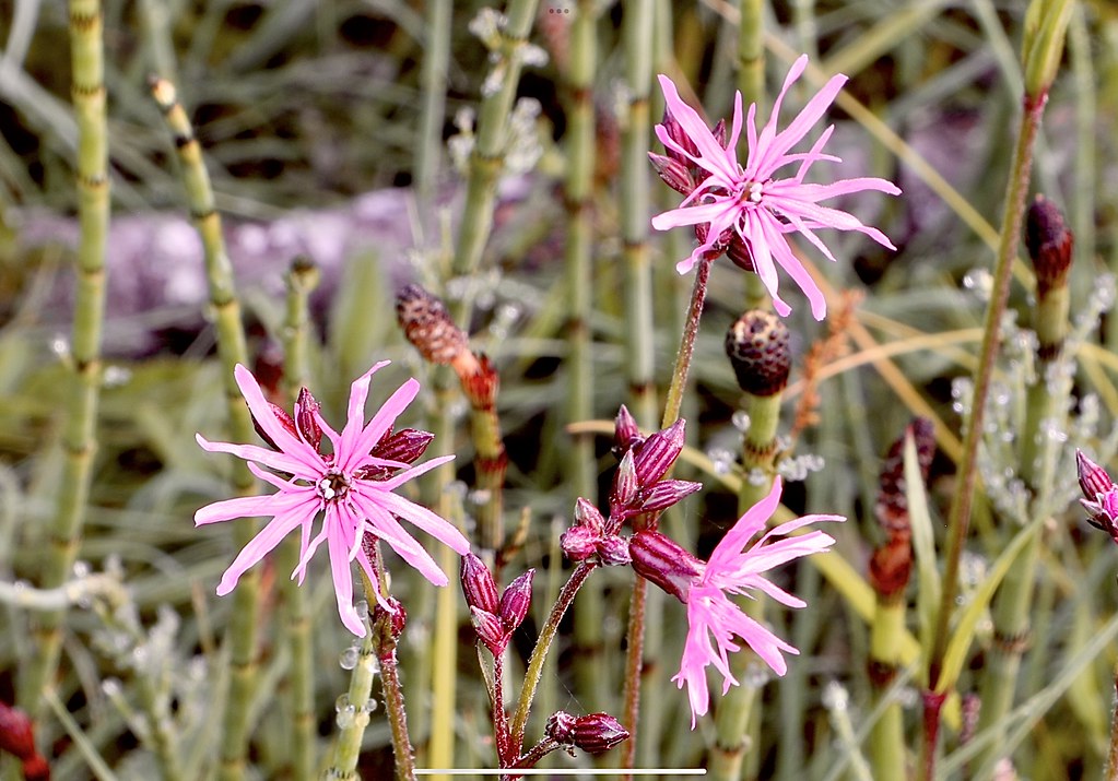 Printemps fleuri ! Au bord de l’étang JeanFrançois Boillat Flickr