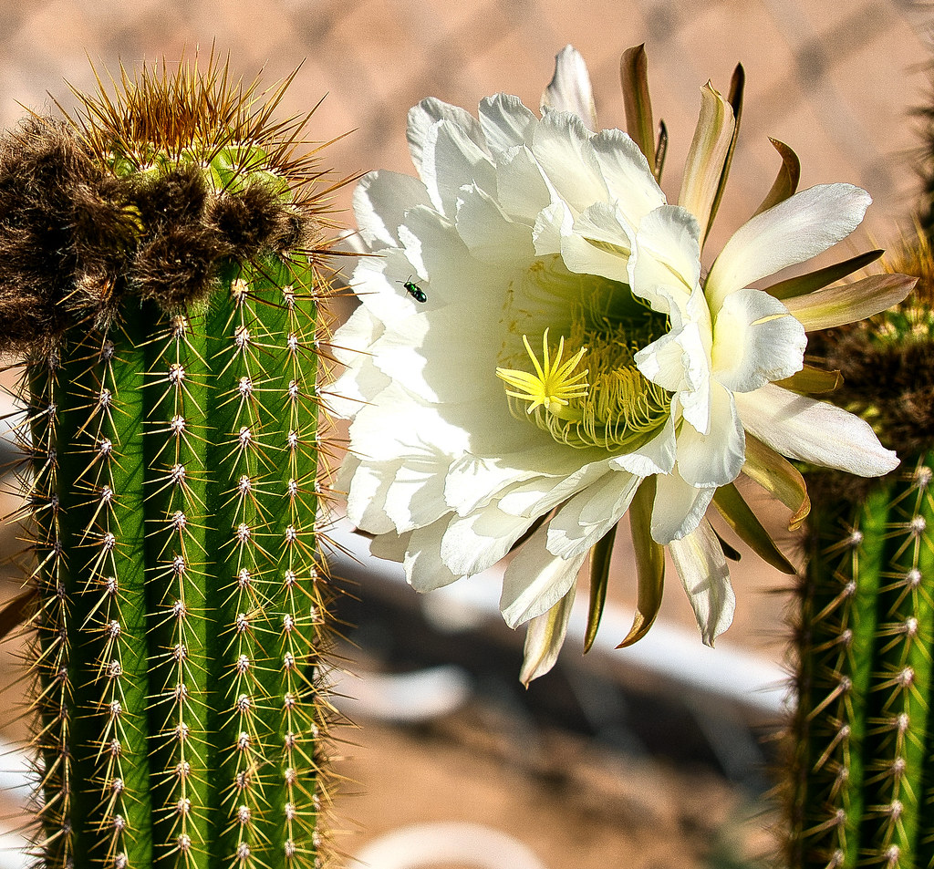 NIGHT BLOOMING CACTUS FLOWER!! OLYMPUS DIGITAL CAMERA Flickr