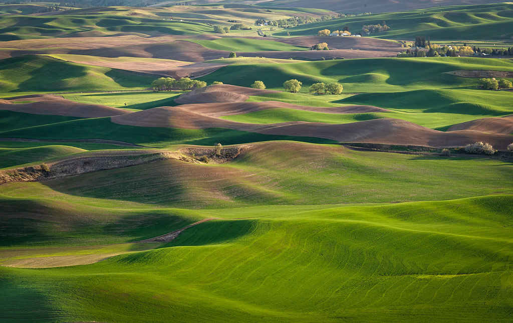 Palouse trees FULL John Hayek Jr. Flickr