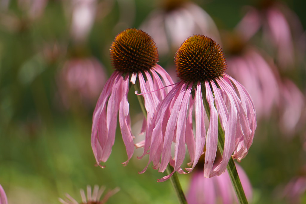June 05 Week 1 Garden Photos Home & Garden Information Center