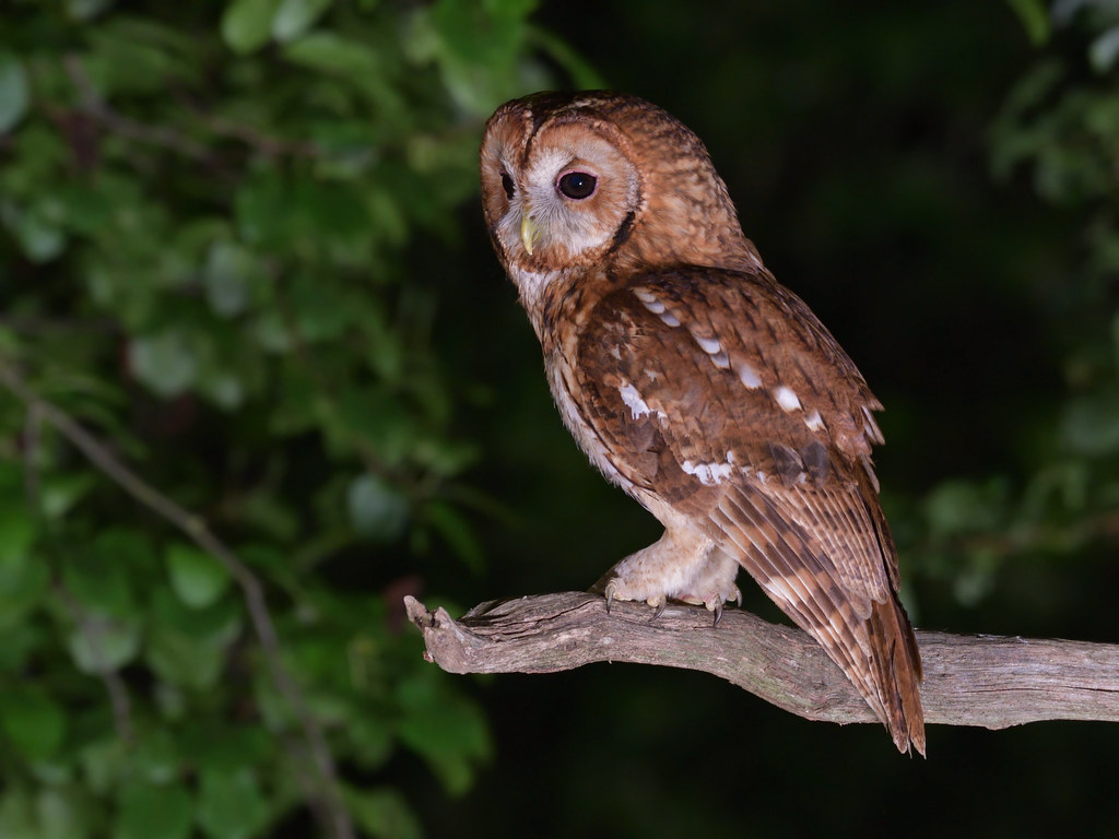 Tawny Owl (wild) Thank you to everyone who has visited the… Flickr