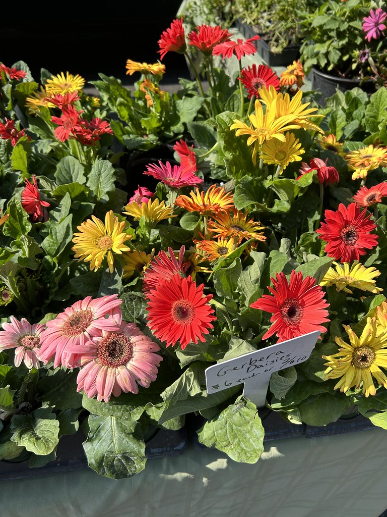 Gebera Daisies At Division Street Farmers Market Chicago Explorer