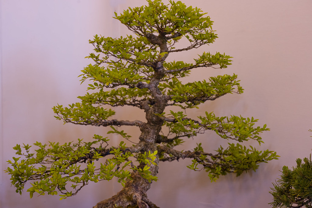 bonsai show chiltern bonsai club Neil Richards Flickr