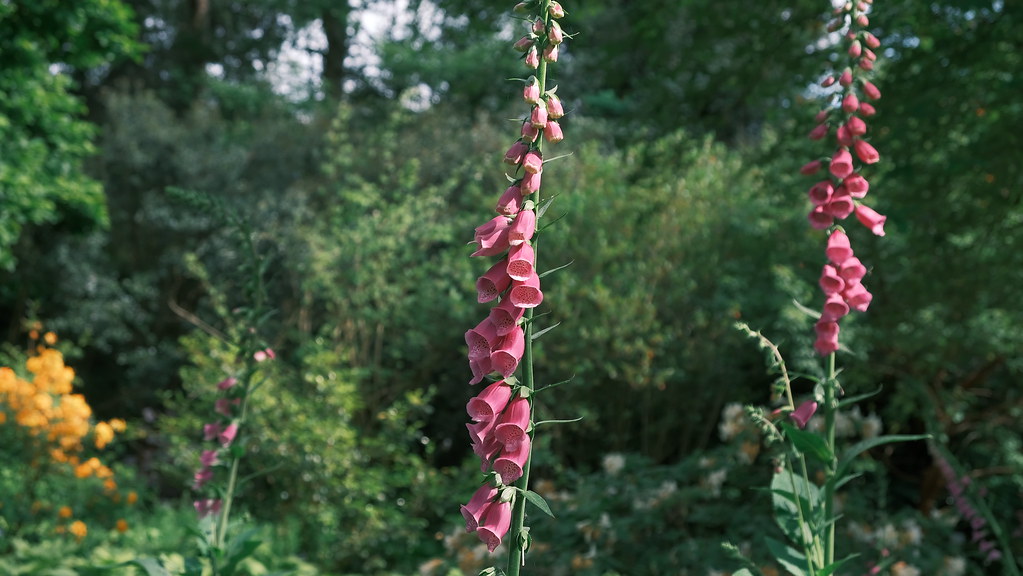 DSCF0343 David Flickr