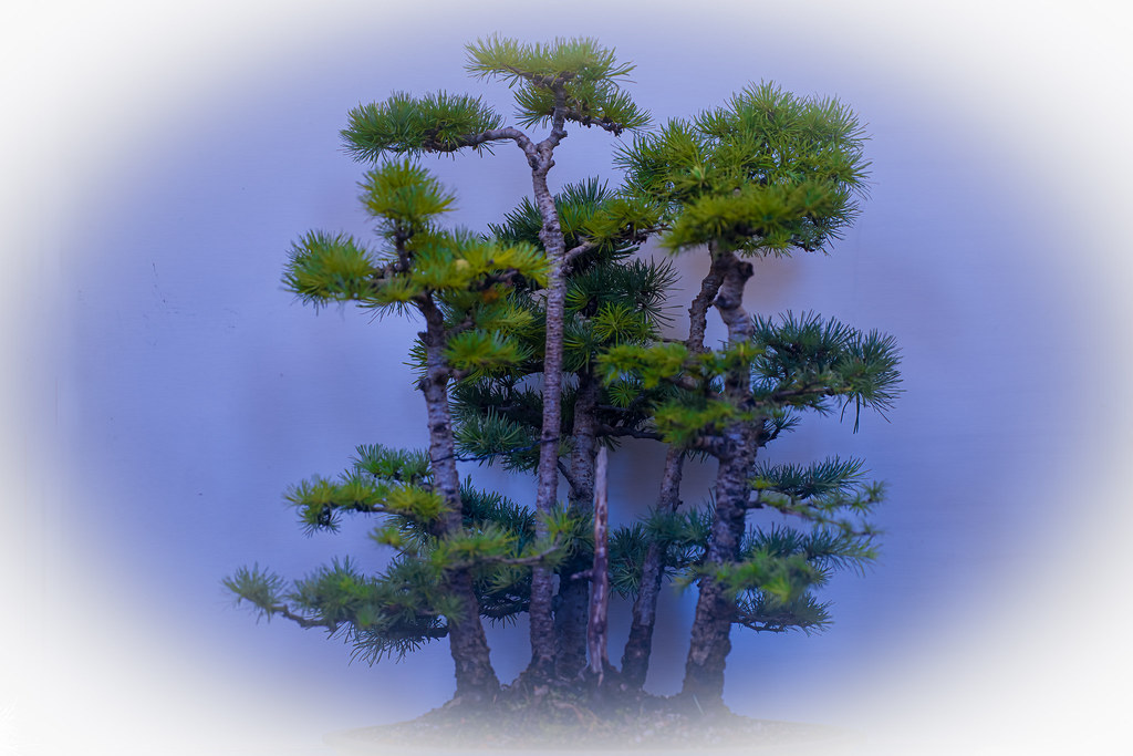 bonsai show chiltern bonsai club Neil Richards Flickr