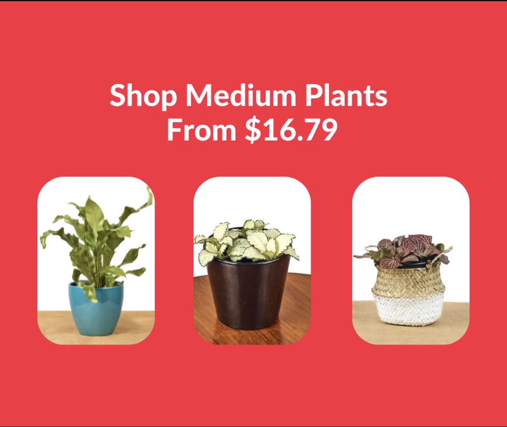 Buy Callisia Repens Pink Bubbles Plants Online NZ Online… Flickr