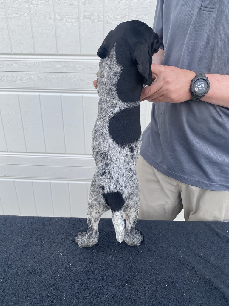 Male 2 Maebe x Bob Willow Creek Kennels Flickr