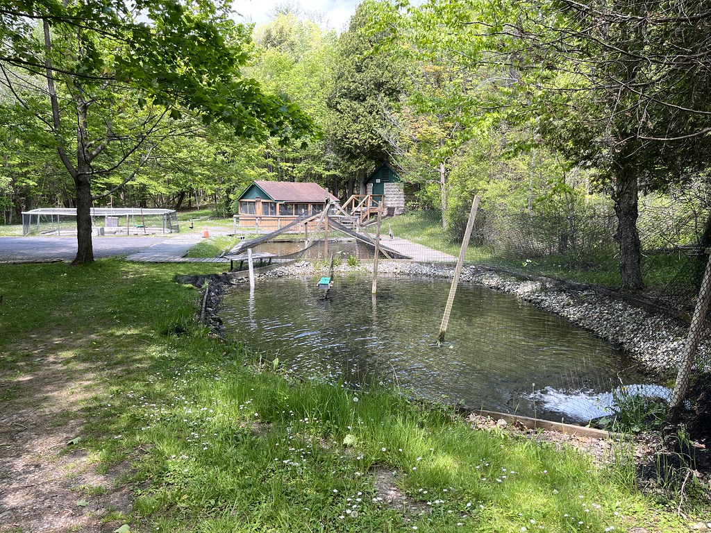 Untitled Village of Manlius Flickr