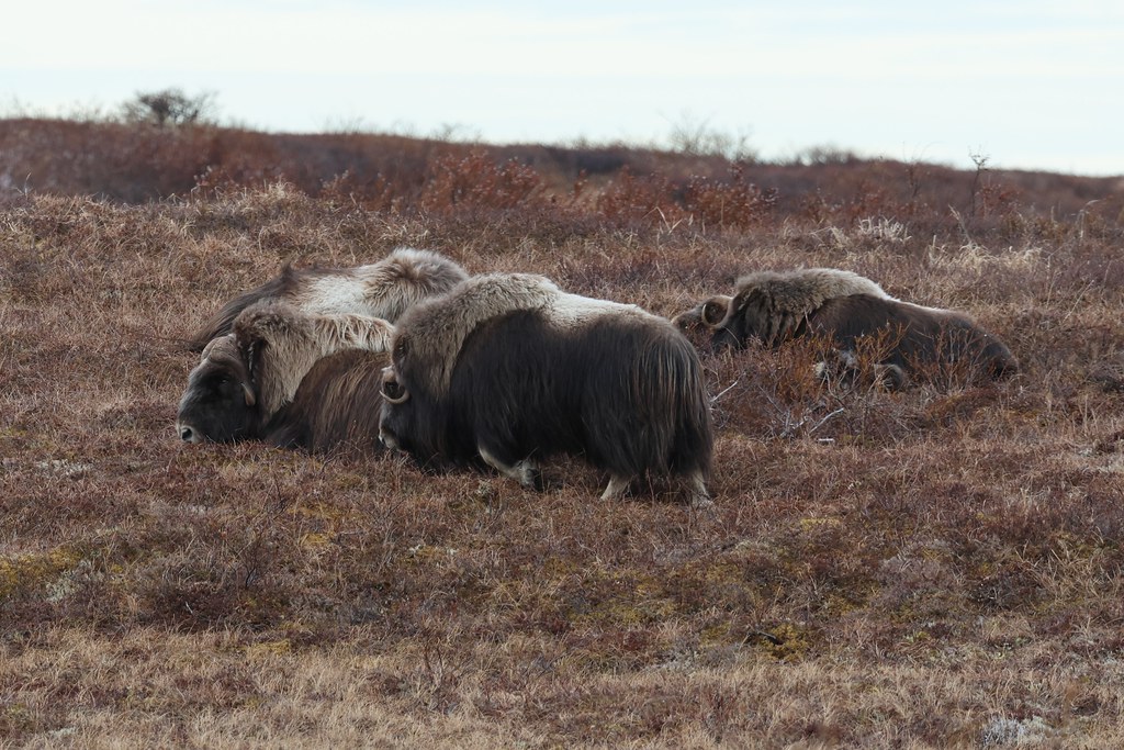 Musk Ox Nome, Ak Jim sculatti Flickr