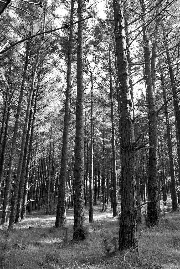 Woodhill Forest 25 Woodhill ForestWoodhill Forest Charlie van de