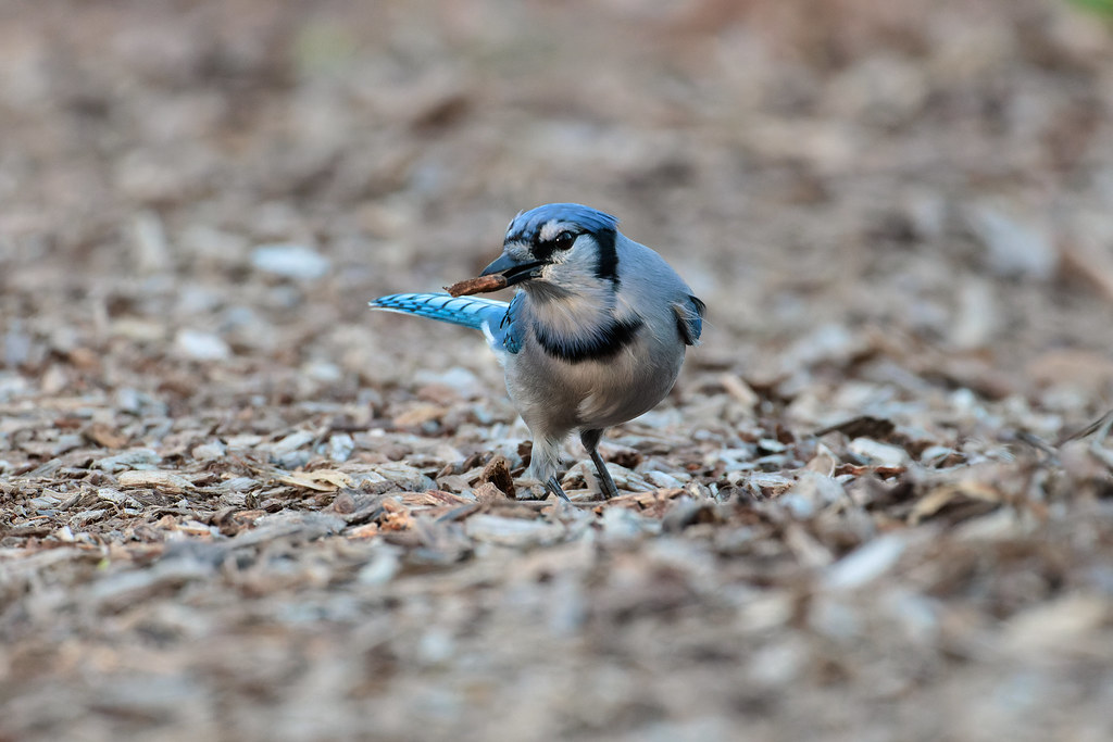 Blue Jay Day with a hop and a bark!!! Early morning jay scott Last