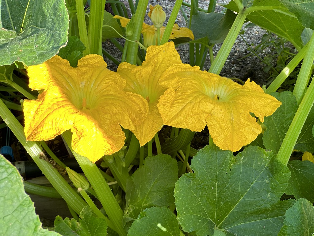 Saturday in the Garden, June 3rd Flickr