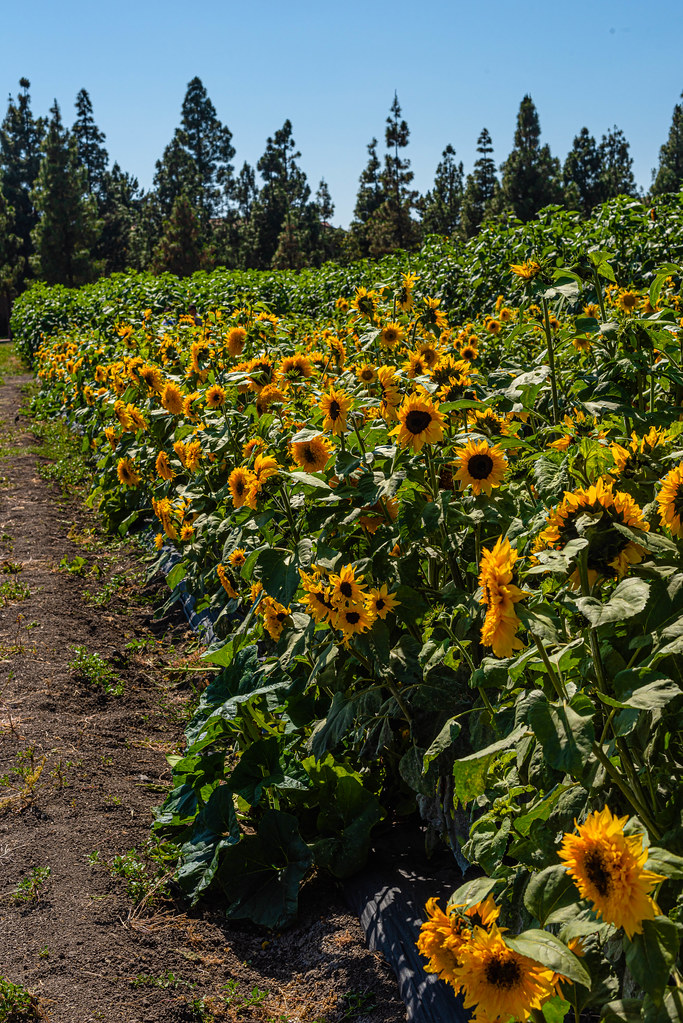 Hana Field Sunflowers June 3, 2023 My visit to the Hana … Flickr