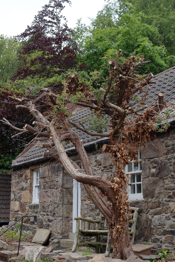 Cottown of Balgownie,Bridge of Don,Aberdeen_jun 23_9317 Flickr