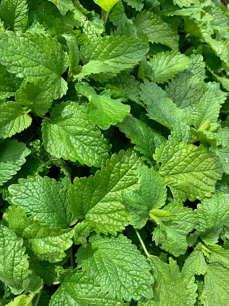 Matakohe 50 Matakohe Charlie van de Graaf Flickr